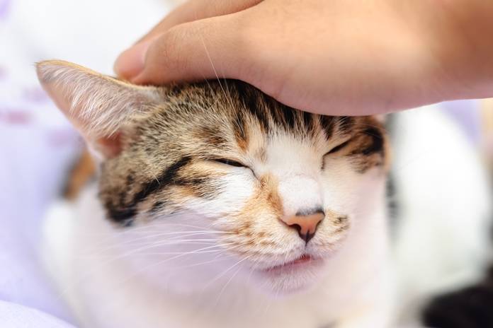 3 Cara Membasmi Kutu Kucing di Kasur Terbaru